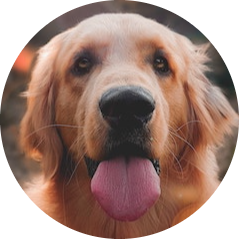 dog-profile